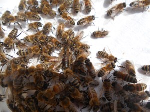 15-04-29 Königin beim Einlaufen (2)