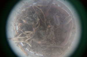 würmer unter dem mikroskop