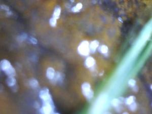 big big big big nacktschnecke