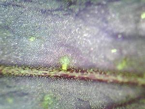 Blütenblatt (schön)