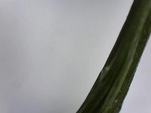 getrocknets grasshalm